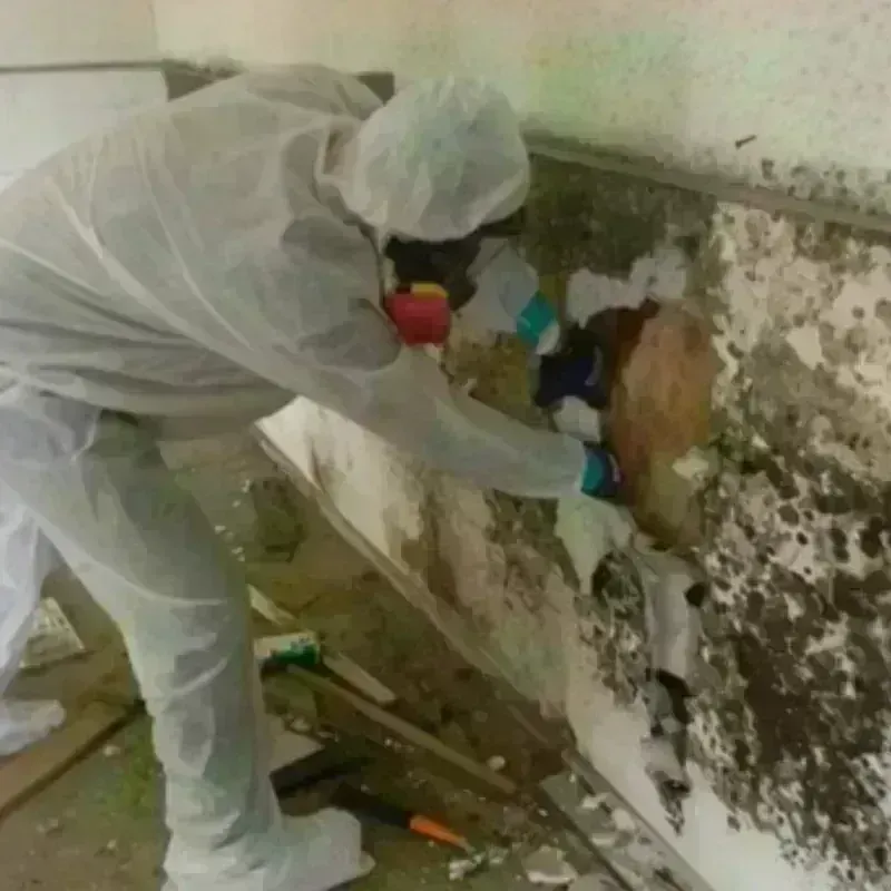 Mold Remediation and Removal in Largo, FL